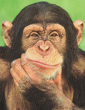 http://clorry.blogg.se/images/2009/chimpanzee_thinking_poster_60949803.jpg